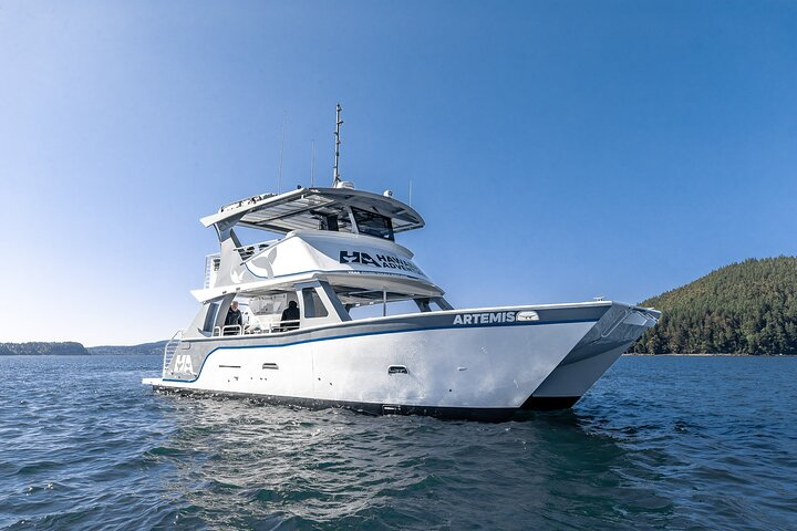 Pelagic Whale Watch Tour in Hawaii | Pelago